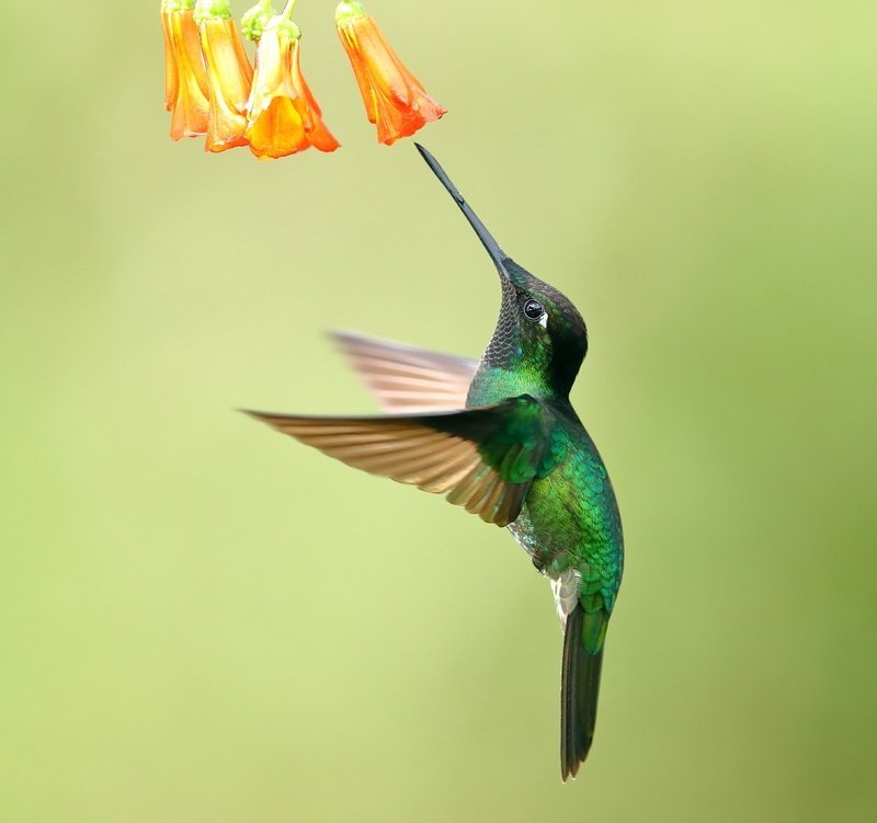 Wooden Hummingbird House-Gift for Nature Lovers